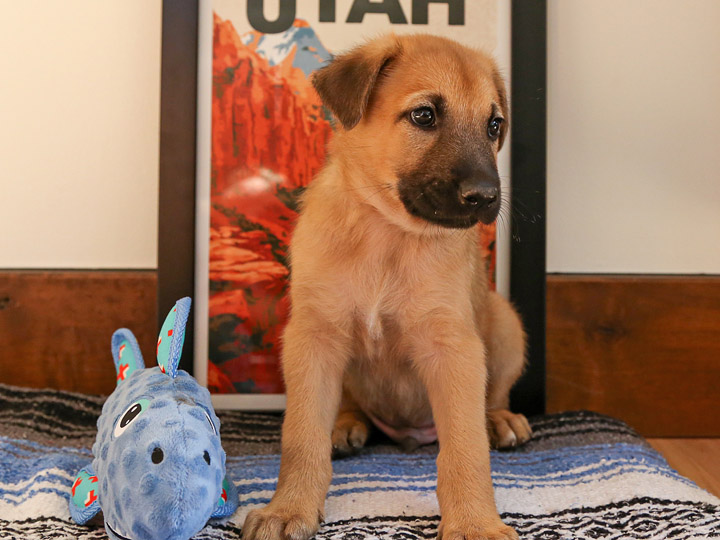 chinook puppy
